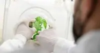 Cimice asiatica e Drosophila, alla FEM la sfida contro le specie invasive