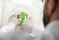 Cimice asiatica e Drosophila, alla FEM la sfida contro le specie invasive