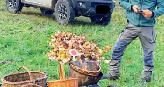 Ville d’Anaunia, nel cesto 50 chili di funghi: confiscati