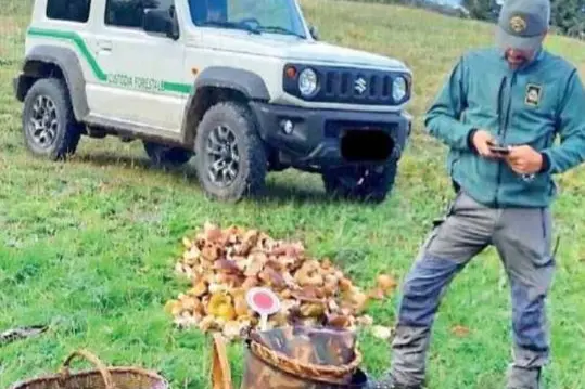 Ville d’Anaunia, nel cesto 50 chili di funghi: confiscati