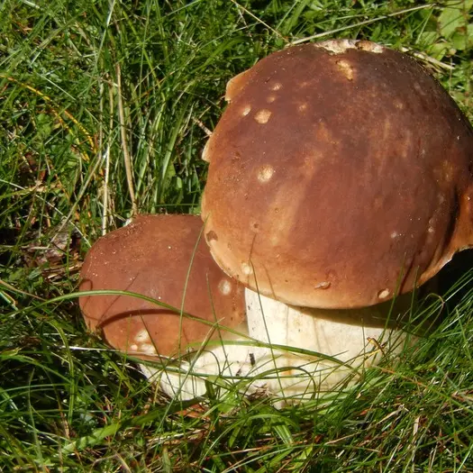 Funghi, raccolte record dopo le piogge: boom di porcini sopra i mille metri