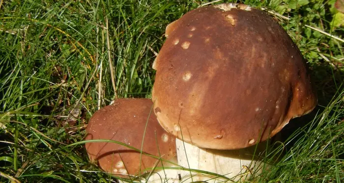 Funghi, raccolte record dopo le piogge: boom di porcini sopra i mille metri