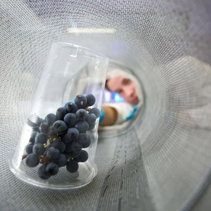 La mappa dell’uva parla trentino: la Fem crea il primo atlante metabolomico al mondo