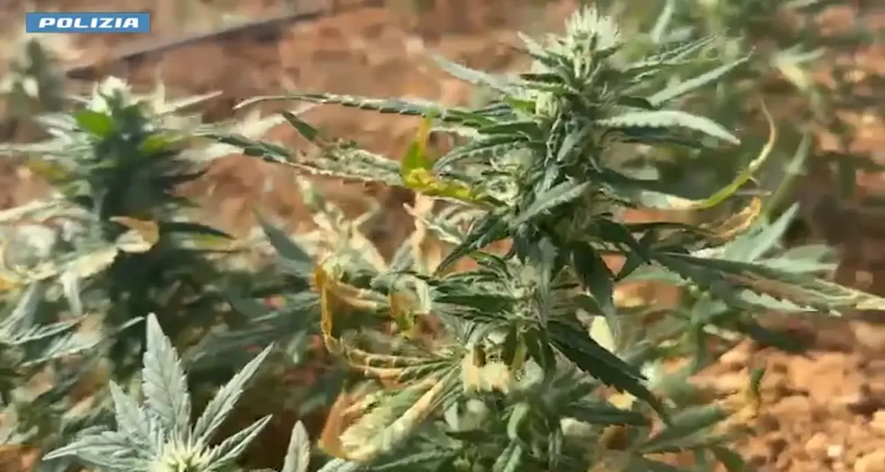 Scoperta una serra con quasi 9mila piantine di marijuana, due arresti nel Cagliaritano