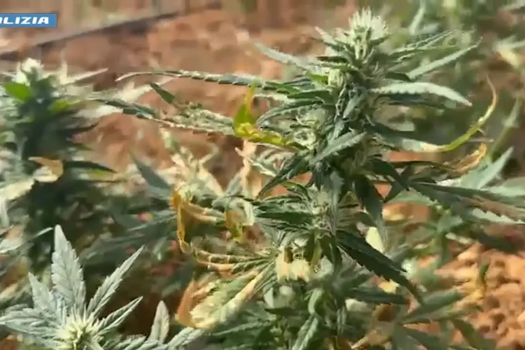 Scoperta una serra con quasi 9mila piantine di marijuana, due arresti nel Cagliaritano