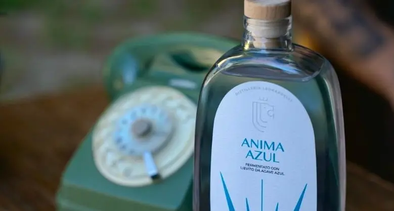 Anima Azul, dalle Dolomiti il distillato che porta l’agave messicana in Trentino