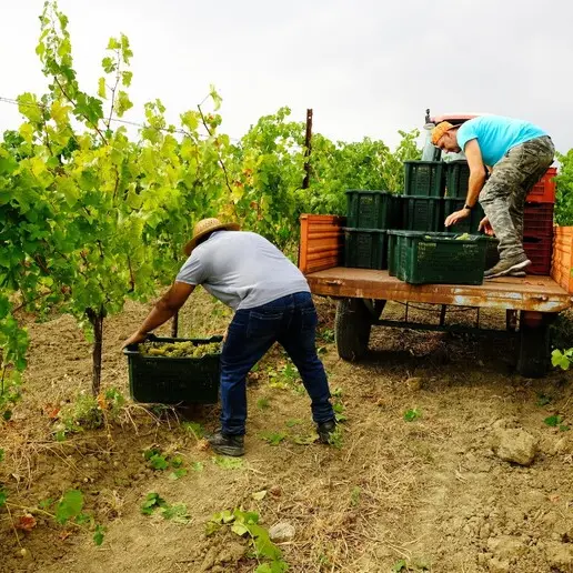 Conti correnti ai lavoratori stranieri, Coldiretti: «Meno burocrazia contro il caporalato»