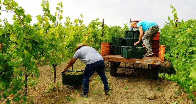 Conti correnti ai lavoratori stranieri, Coldiretti: «Meno burocrazia contro il caporalato»