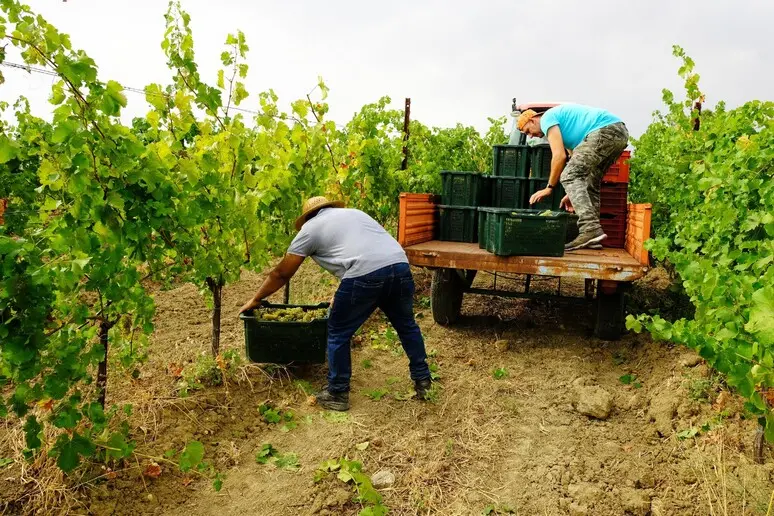 Conti correnti ai lavoratori stranieri, Coldiretti: «Meno burocrazia contro il caporalato»