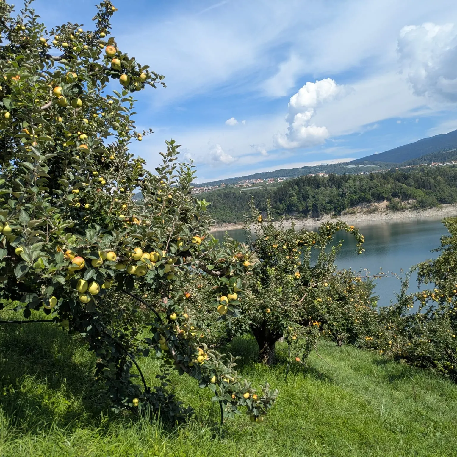 Dalla Val di Non al Primiero, Slow Food salva le mele storiche del Trentino