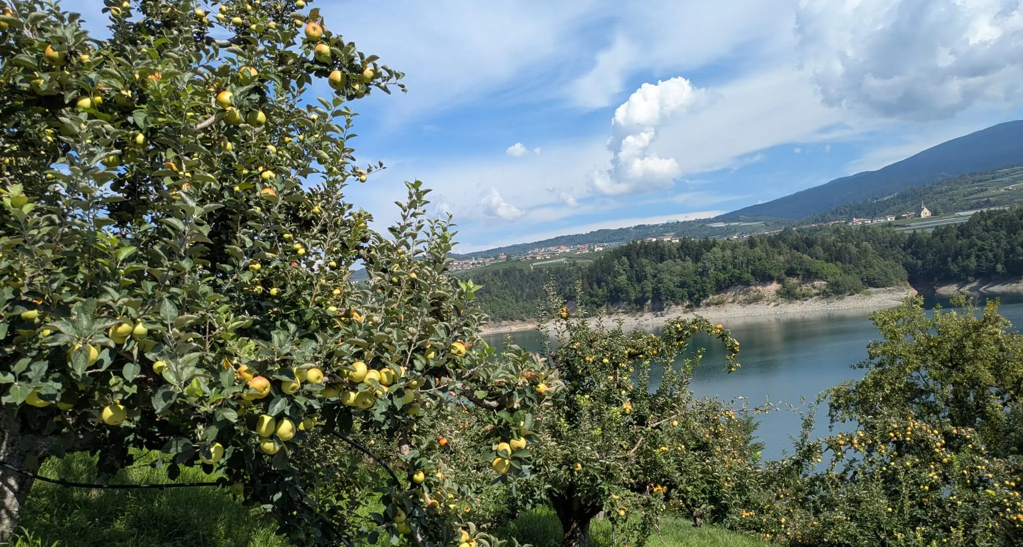 Dalla Val di Non al Primiero, Slow Food salva le mele storiche del Trentino