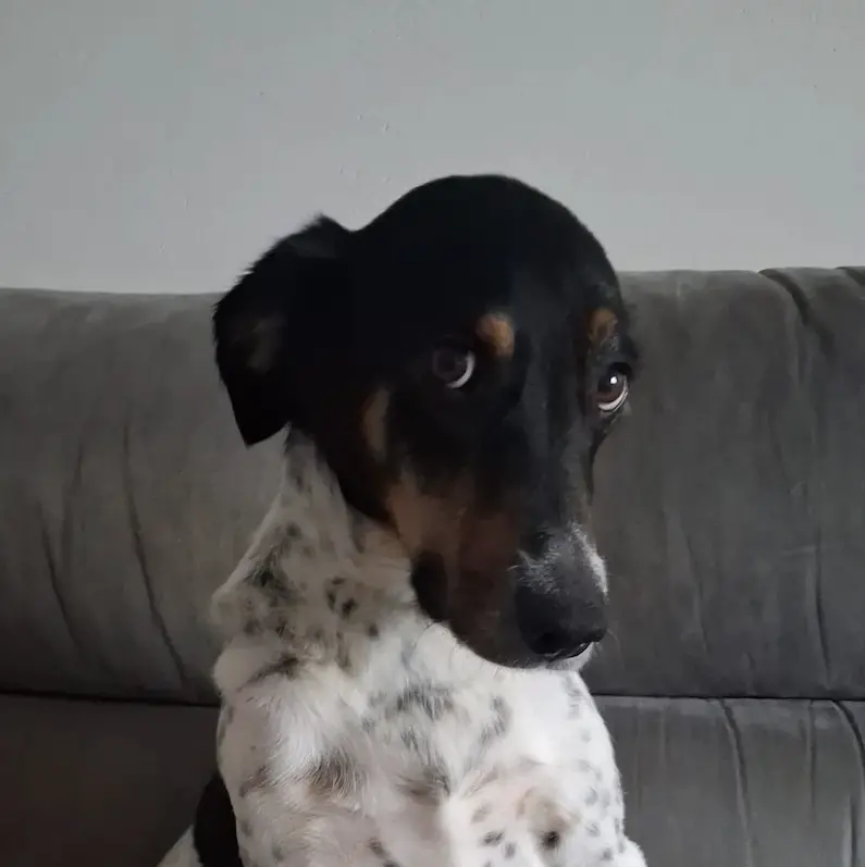 Laila è tornata a casa: ritrovata la cagnolina scomparsa tra Stava e Tesero