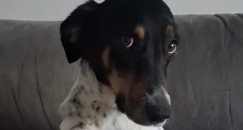 Laila è tornata a casa: ritrovata la cagnolina scomparsa tra Stava e Tesero