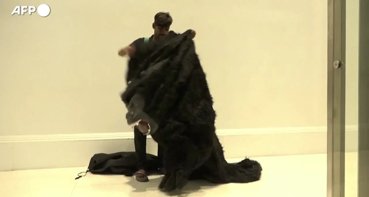 Pakistan, la moda dei gorilla infiamma le piste da ballo