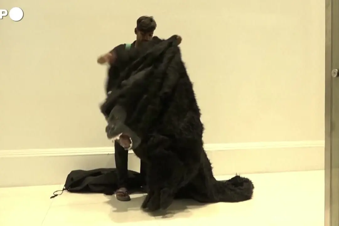 Pakistan, la moda dei gorilla infiamma le piste da ballo