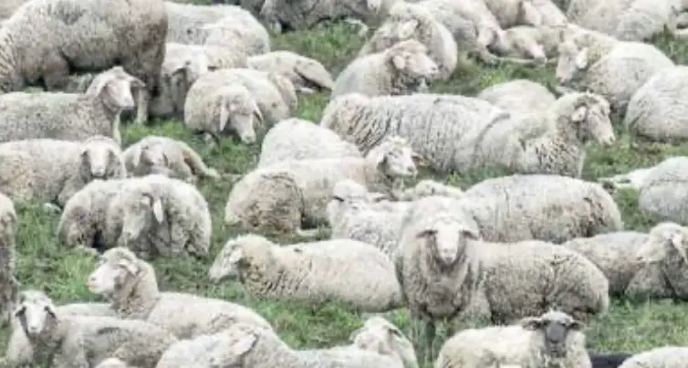 Lupi nel recinto elettrificato: a Cavedago 34 pecore e agnelli uccisi