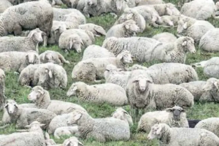 Lupi nel recinto elettrificato: a Cavedago 34 pecore e agnelli uccisi