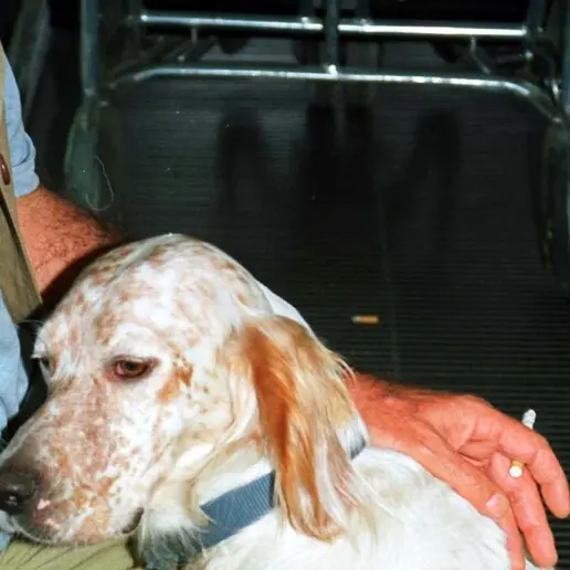 A22, strage di cani durante il viaggio verso la Lapponia: sette setter morti, sequestrata l’auto