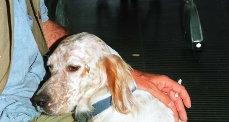 A22, strage di cani durante il viaggio verso la Lapponia: sette setter morti, sequestrata l’auto