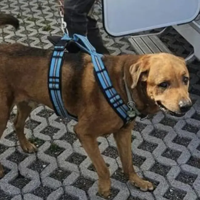 Valcanover, 59enne azzannata all’addome da un cane: finisce in ospedale