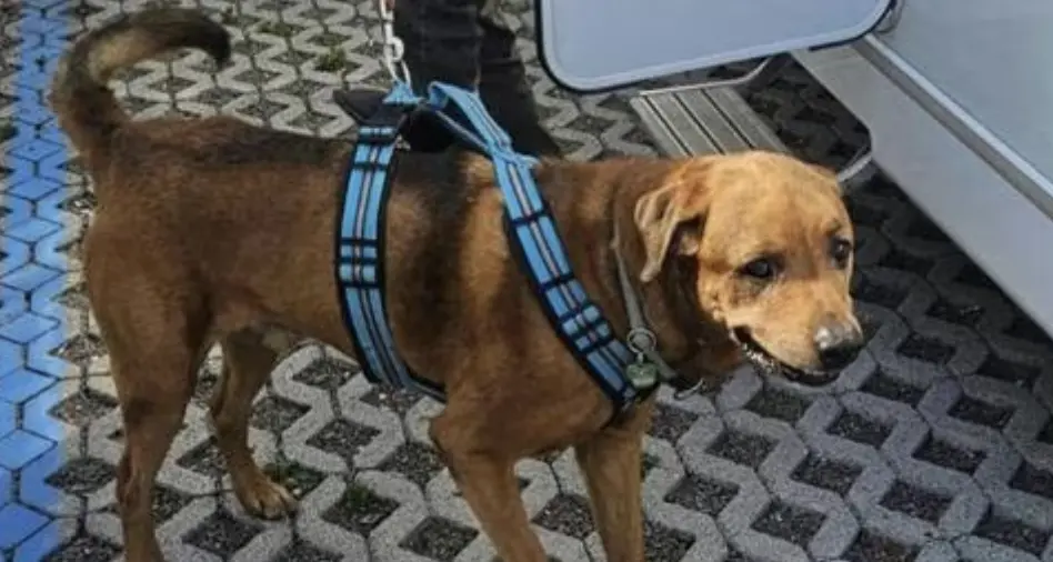 Valcanover, 59enne azzannata all’addome da un cane: finisce in ospedale