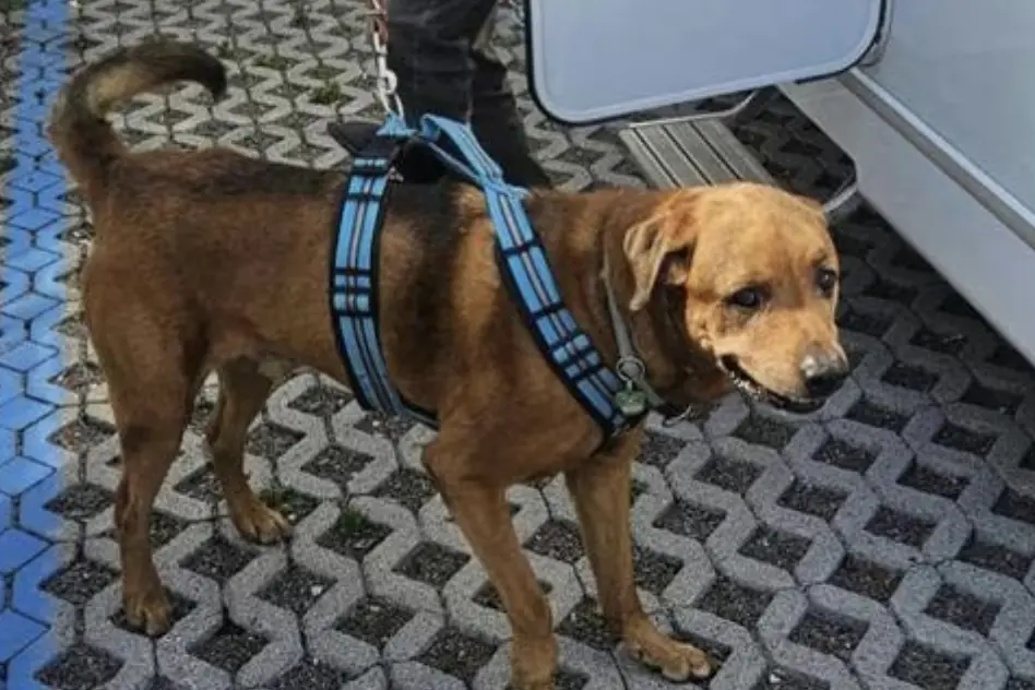 Valcanover, 59enne azzannata all’addome da un cane: finisce in ospedale