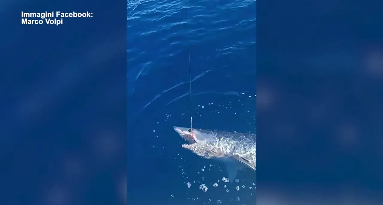 Grande squalo mako catturato davanti al porto di Livorno, poi si libera