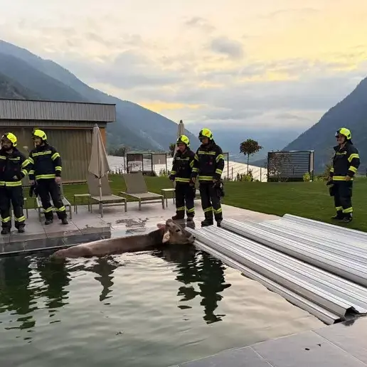 Mucca cade in piscina di un hotel benessere in Alto Adige: recuperata dai vigili del fuoco