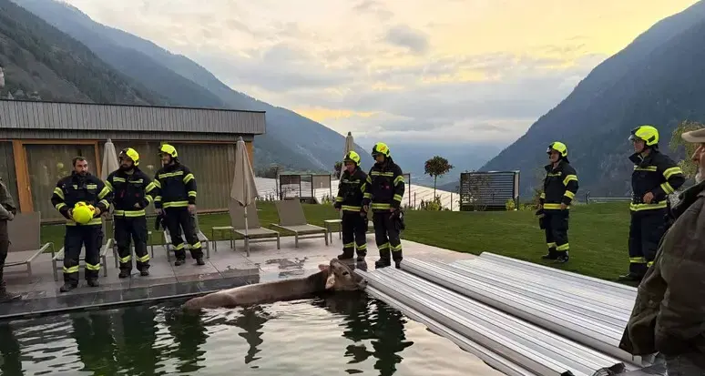 Mucca cade in piscina di un hotel benessere in Alto Adige: recuperata dai vigili del fuoco