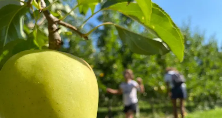 Mele, il caldo presenta il conto: in Trentino raccolto ridotto di almeno il 9%