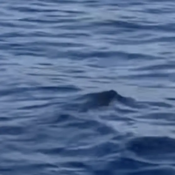 Tuffo nel Garda e poi la traversata: il cinghiale nuota tra le onde. Il video