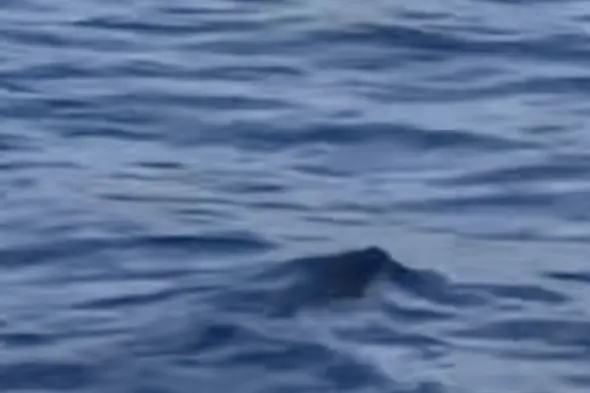 Tuffo nel Garda e poi la traversata: il cinghiale nuota tra le onde. Il video