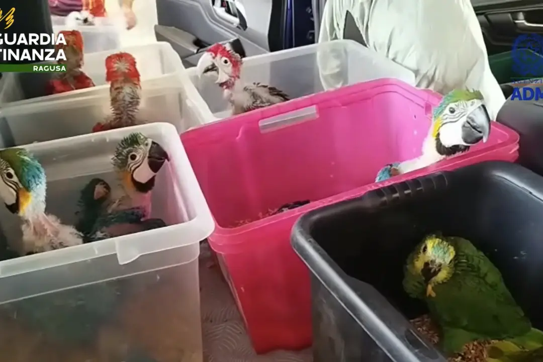 Sequestrati 377 animali esotici vivi al porto di Pozzallo