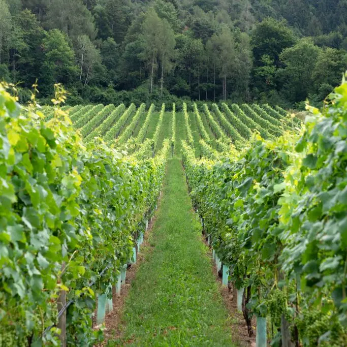 Dal Teroldego alla Nosiola, ad Autumnus viaggio tra vini ed erbe del Trentino