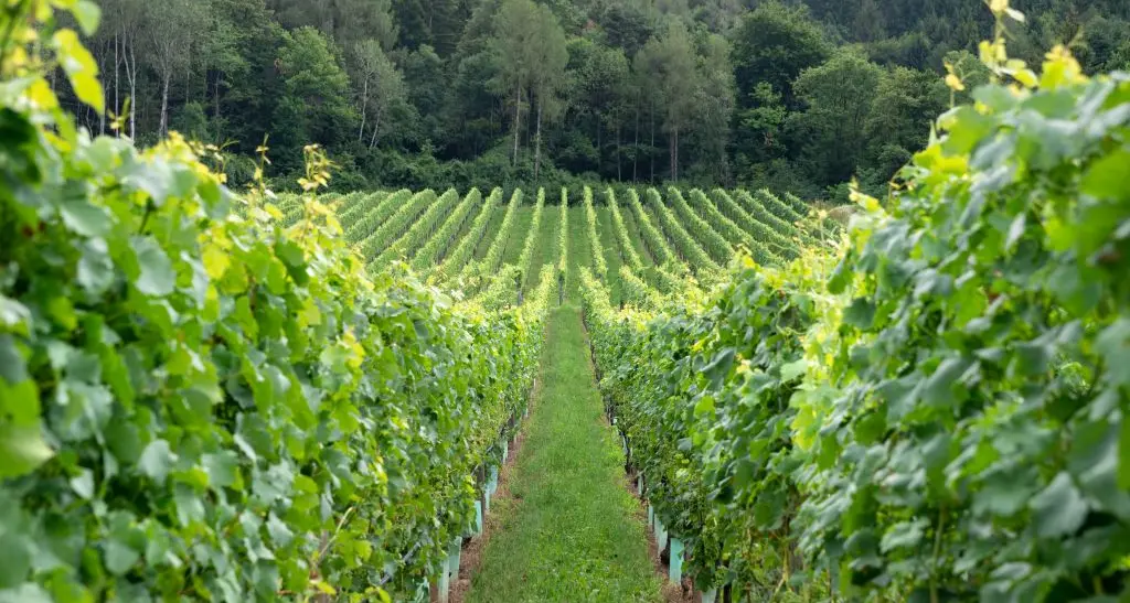 Dal Teroldego alla Nosiola, ad Autumnus viaggio tra vini ed erbe del Trentino