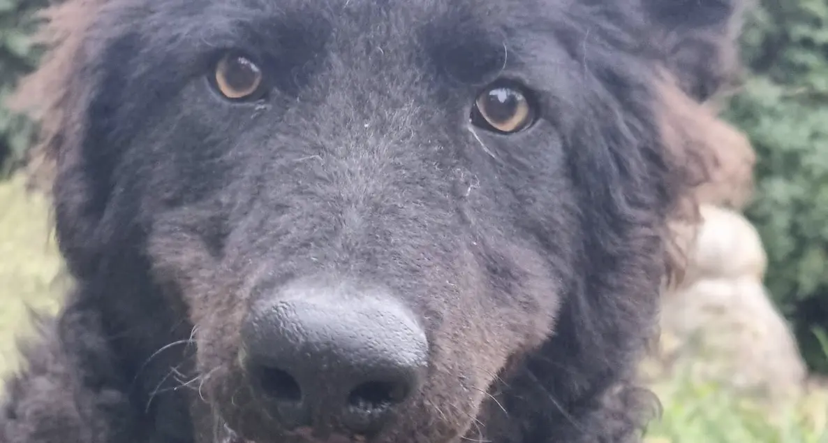 Nino, cucciolo prigioniero della catena: ora è libero e cerca famiglia