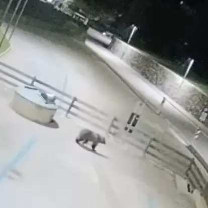 Orso in centro a Ossana, la sindaca: «Serve un intervento urgente»