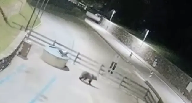 Orso in centro a Ossana, la sindaca: «Serve un intervento urgente»