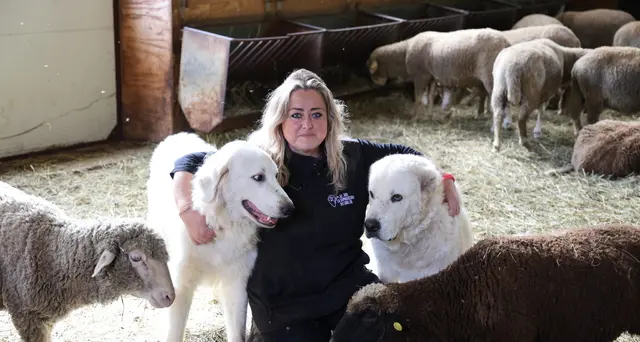 'Io, rimasta a Ussita per salvare la pecora dall'estinzione'