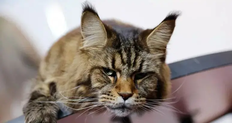 Gatto trovato ustionato nel parco, il sospetto choc: cosparso di vodka e dato alle fiamme
