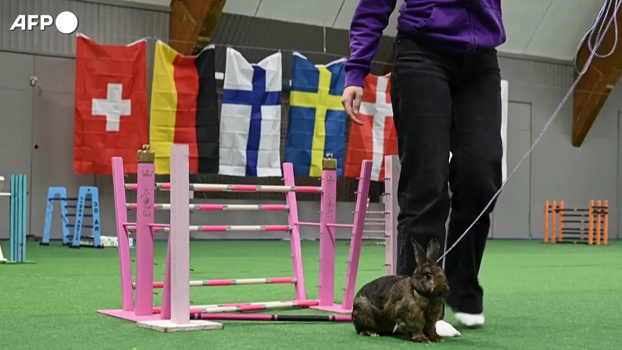 Sfida tra coniglietti nel campionato europeo di salto a ostacoli