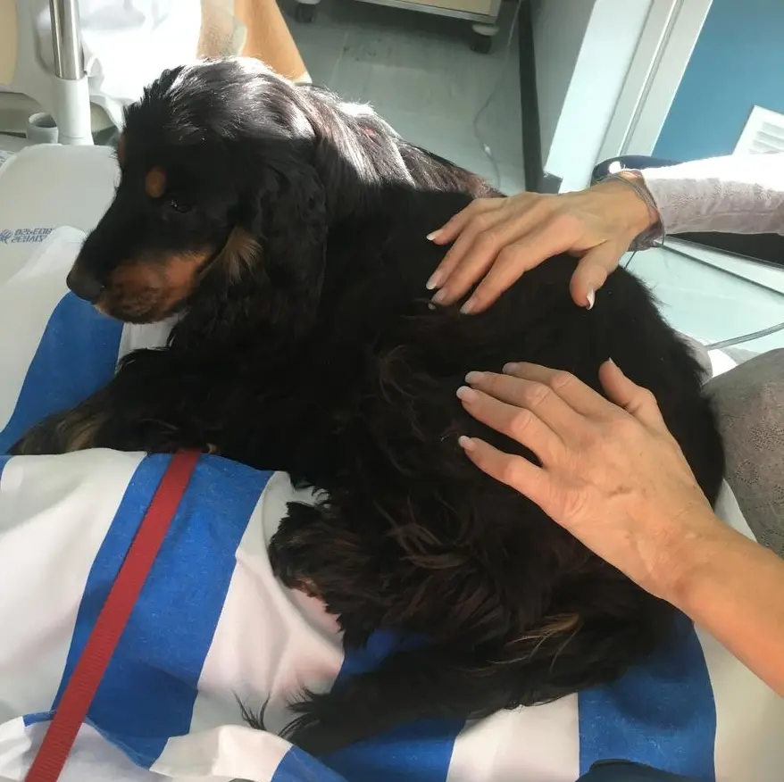 Trento, al Santa Chiara la pet therapy entra in pediatria e neuropsichiatria infantile