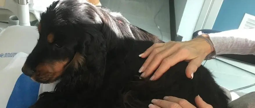 Trento, al Santa Chiara la pet therapy entra in pediatria e neuropsichiatria infantile