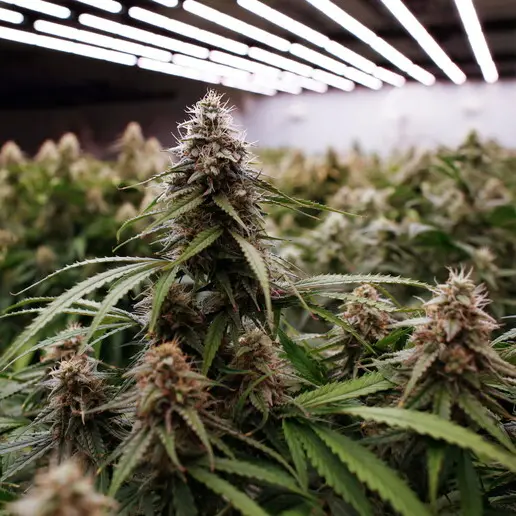 Trento, appartamento trasformato in essiccatoio: trovati 50 chili di marijuana