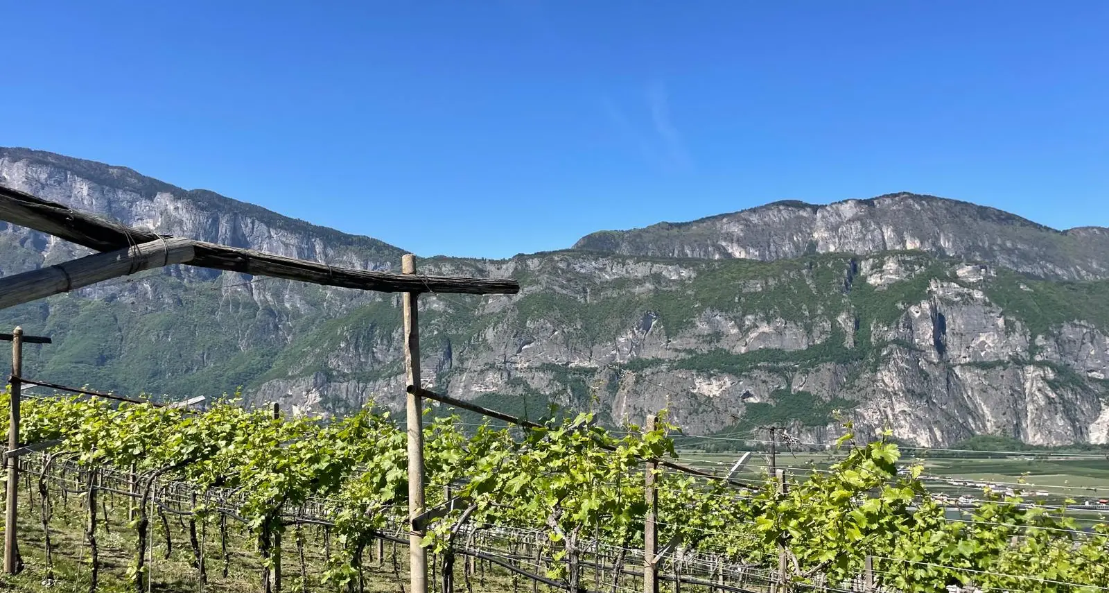 Vini trentini, Maestri attacca: «Servono una strategia e più qualità»