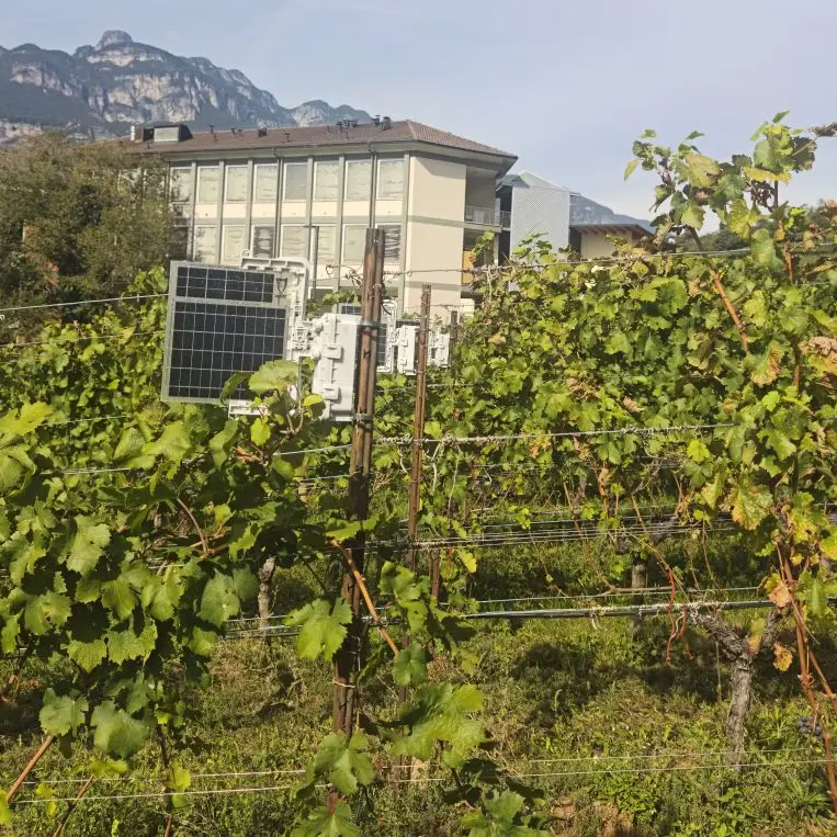 Vigneti protetti dalle vibrazioni invece dei pesticidi: la rivoluzione della Fondazione Mach
