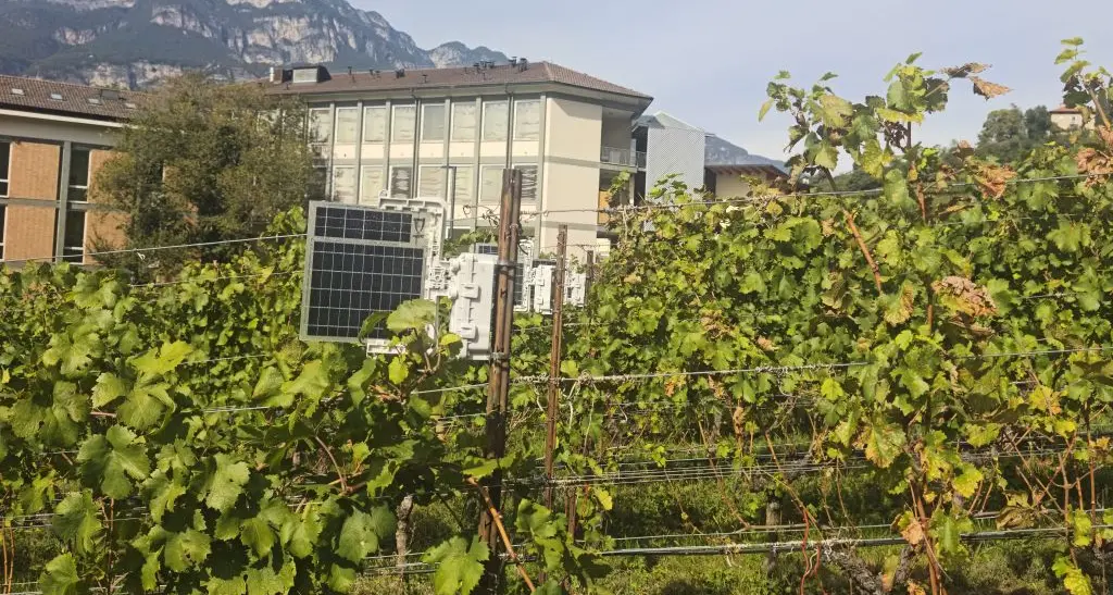 Vigneti protetti dalle vibrazioni invece dei pesticidi: la rivoluzione della Fondazione Mach
