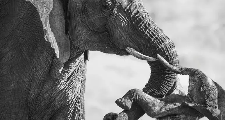 Il dolore di una madre elefante nello scatto dell'anno: vince il fotografo italiano Federico Veronesi