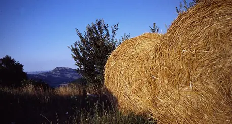 Siccità e caldo, in Trentino produzione di fieno e foraggio in calo fino al 50%