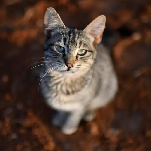 Cortaccia, animali maltrattati: «Si accertino le responsabilità di chi li ha ceduti»